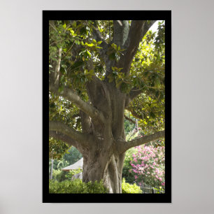 Poster Magnolia