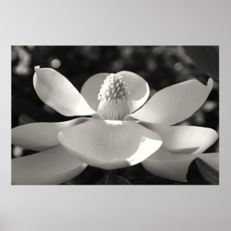 Poster Magnolia 1, 2009