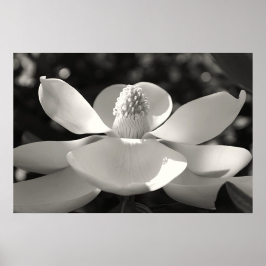 Poster Magnolia 1, 2009 (Devant)