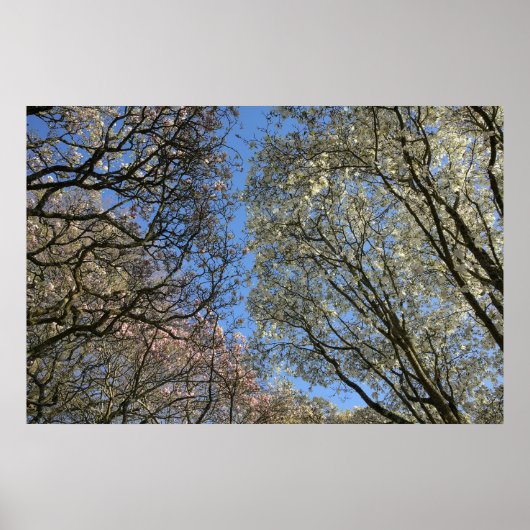 Poster Magnolia Arbres, Branches et Blossom (Devant)