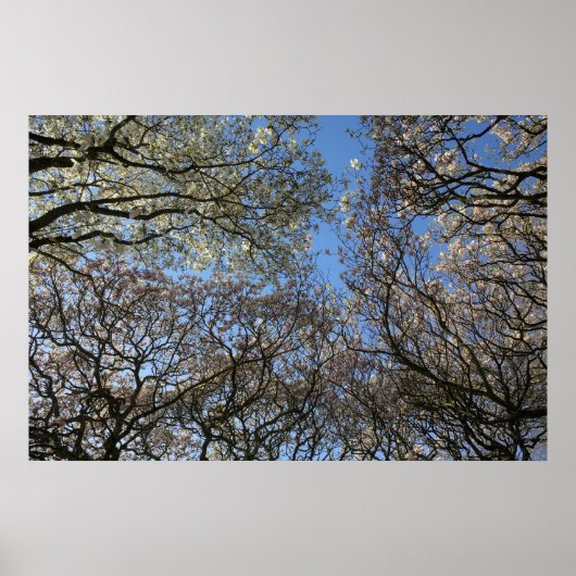 Poster Magnolia Arbres, Branches et Blossom 06 (Devant)