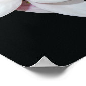 Poster Magnolia blanc (Coin)