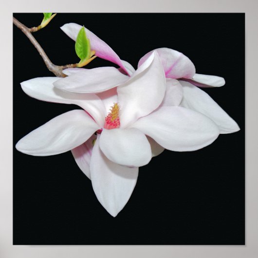 Poster Magnolia blanc (Devant)