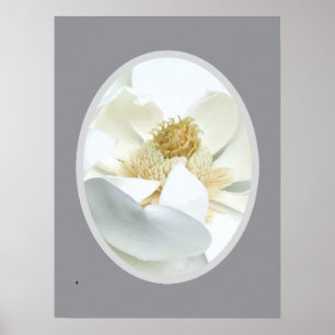 Poster Magnolia blanc