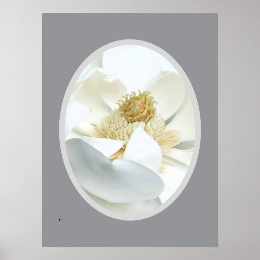 Poster Magnolia blanc (Devant)