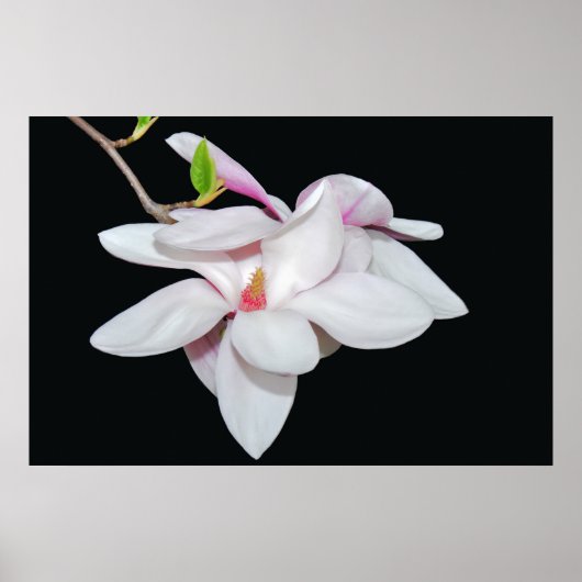 Poster Magnolia blanche (Devant)