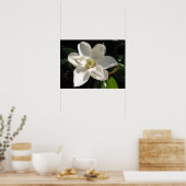 Poster Magnolia Bloom (Cuisine)