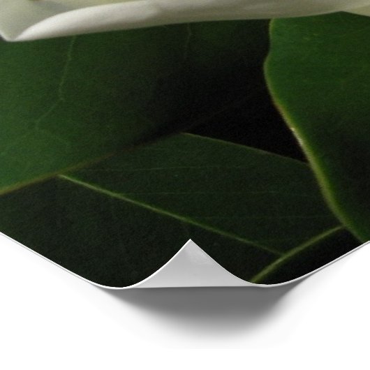 Poster Magnolia Bloom (Coin)