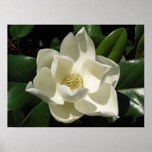 Poster Magnolia Bloom