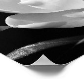 Poster Magnolia Bloom (Coin)