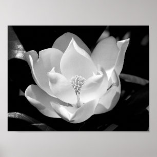 Poster Magnolia Bloom