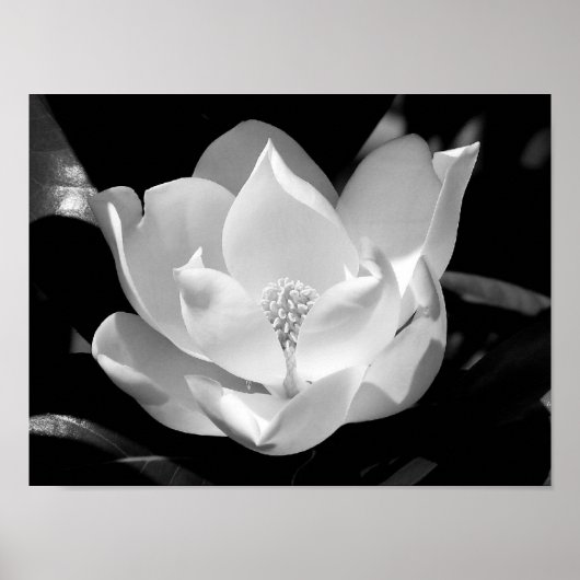 Poster Magnolia Bloom (Devant)