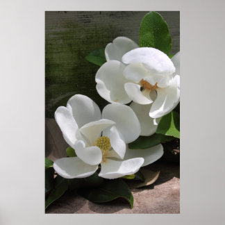 Poster Magnolia Blooms -24x36 -autres tailles auss