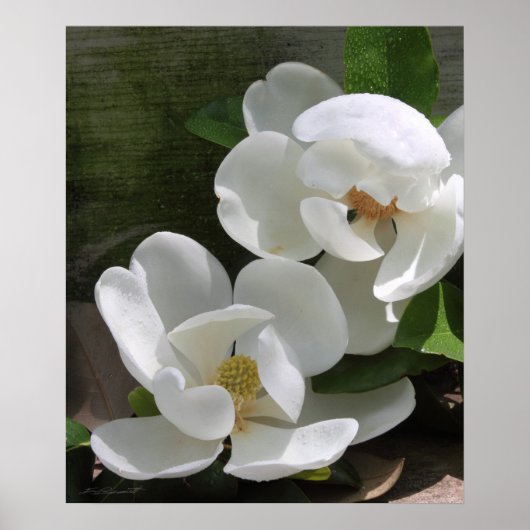 Poster Magnolia Blooms Imprimer -20x24 -autres tailles ég (Devant)