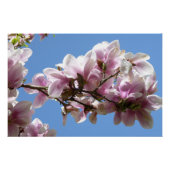 Poster Magnolia blossom (Devant)