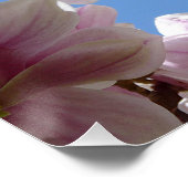Poster Magnolia blossom (Coin)