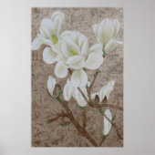 Poster Magnolia blossom (Devant)