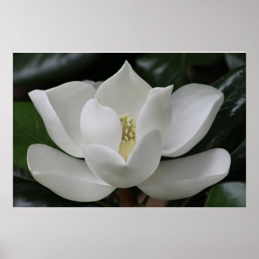 Poster Magnolia Blossom sur le campus de Blacksburg (Devant)