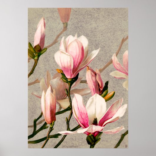 Poster Magnolia Blossoms de L. Prang & Co. (Devant)