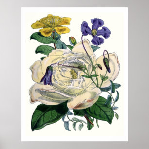 Poster Magnolia botanique vintage