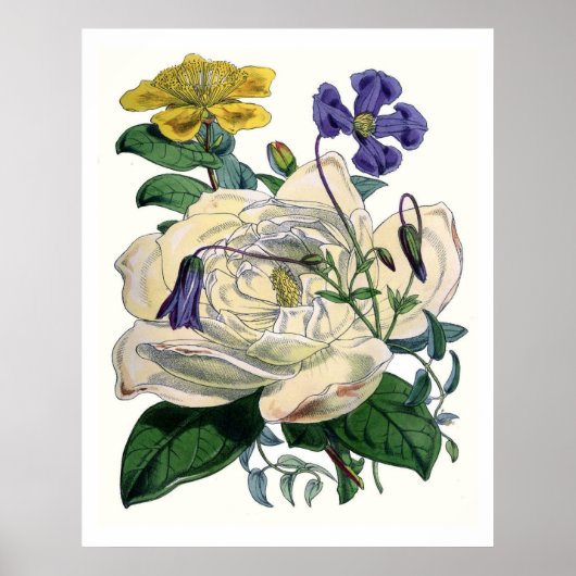 Poster Magnolia botanique vintage (Devant)