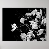 Poster Magnolia Branches Art (Devant)