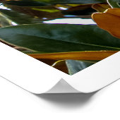 Poster Magnolia Bud (Coin)