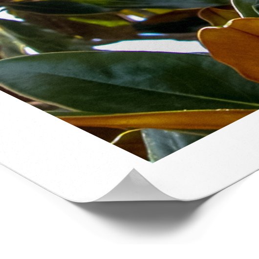 Poster Magnolia Bud (Coin)