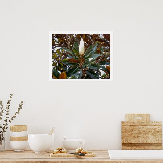 Poster Magnolia Bud (Cuisine)