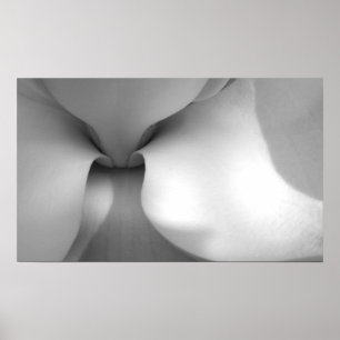 Poster Magnolia Canvas