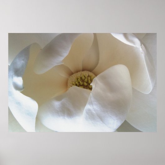 Poster magnolia de 36 po x 24 po, affiche à valeur (Devant)