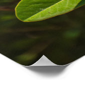 Poster Magnolia de Corfou (Coin)