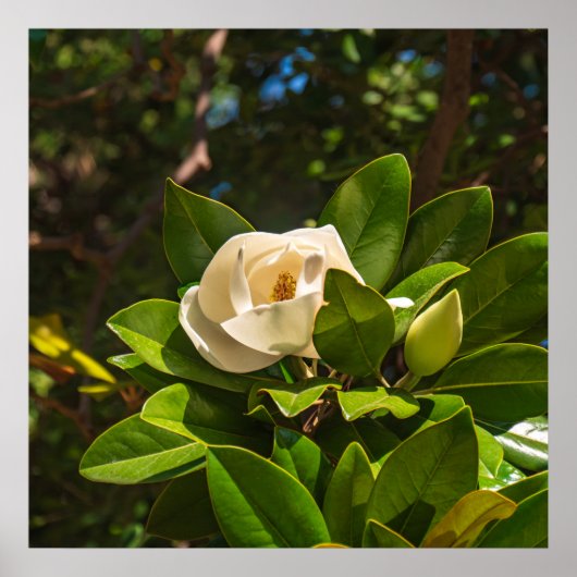 Poster Magnolia de Corfou (Devant)