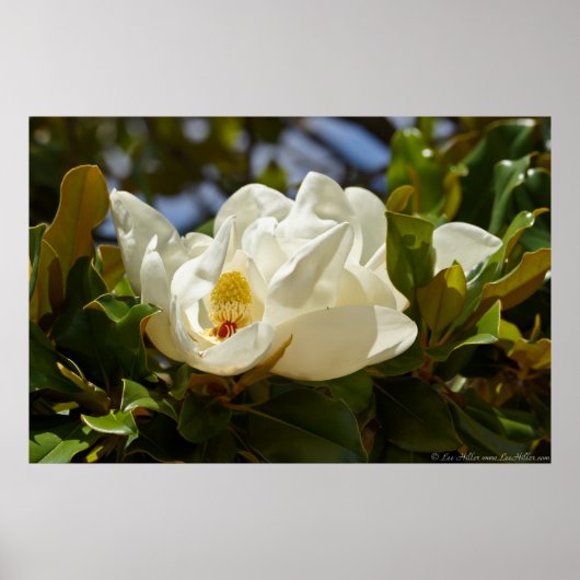 Poster Magnolia du Sud fleurit dans l'affiche Feuille (Devant)