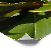 Poster Magnolia du Sud fleurit dans l'affiche Feuille (Coin)