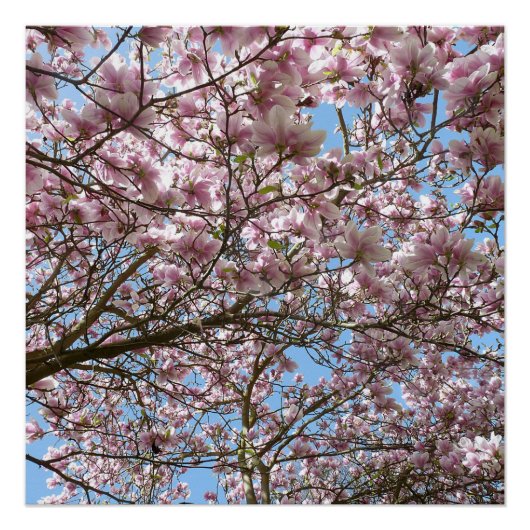 Poster Magnolia en avril (Devant)