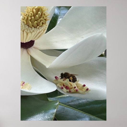 Poster Magnolia en gros plan (Devant)
