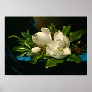 Poster Magnolia géante sur un tissu de velours bleu