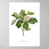 Poster Magnolia glauca (Devant)