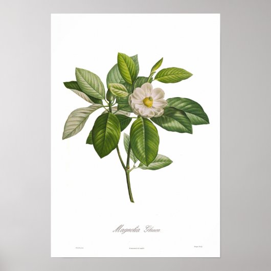 Poster Magnolia glauca (Devant)