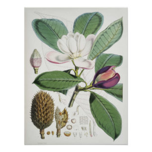 Poster Magnolia Hodgsonii