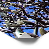 Poster Magnolia, Masse des Ours (Coin)