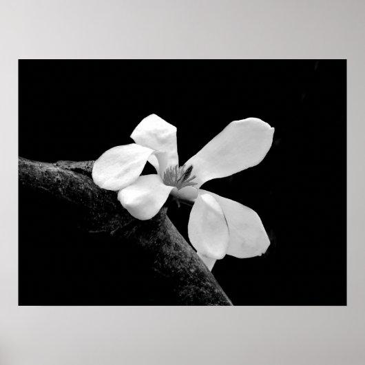 Poster Magnolia noir et blanc élégant (Devant)