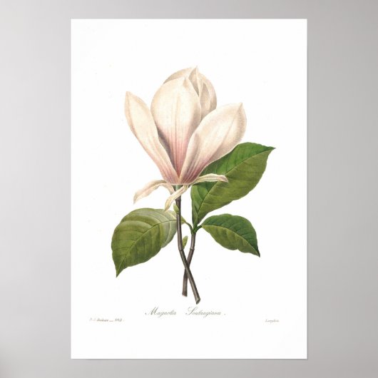 Poster Magnolia soulangiana (Devant)