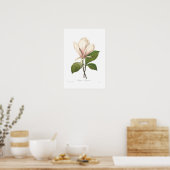 Poster Magnolia soulangiana (Cuisine)