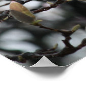 Poster Magnolia Tree Buds au printemps avant les fleurs (Coin)