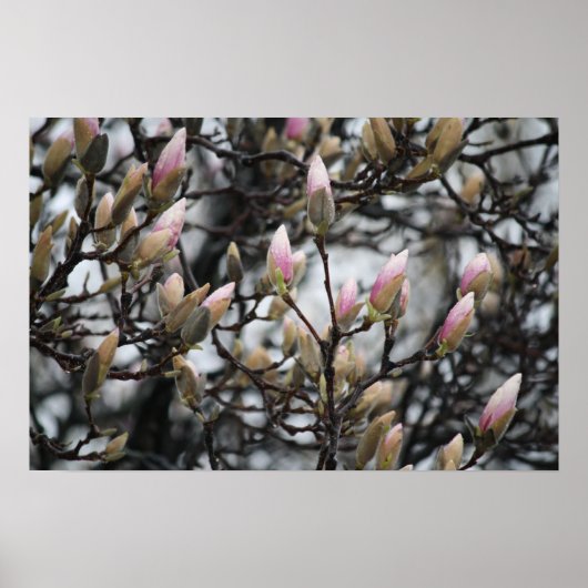 Poster Magnolia Tree Buds au printemps avant les fleurs (Devant)