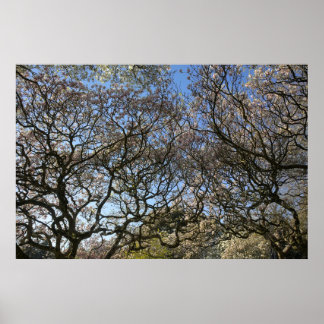 Poster Magnolia Trees, Branches et Blossom 05