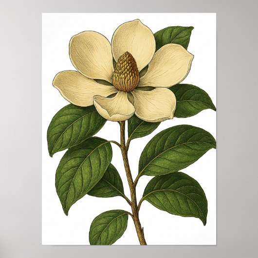 Poster Magnolia Vintage (Devant)