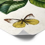 Poster Magnolia vintage Fleur et Papillon Mur Art (Coin)